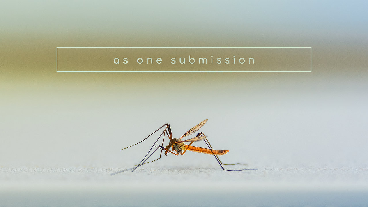 Mosquito + Texte